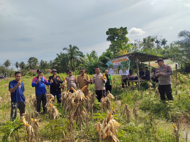 Panen Perdana Jagung di Koto Tuo, Sinergi Polisi dan BUMDes Dongkrak Ketahanan Pangan