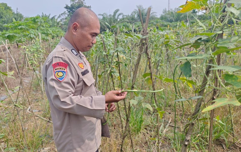 Polsek Batang Gansal Ajak Warga Jadikan Pekarangan sebagai Sumber Pangan