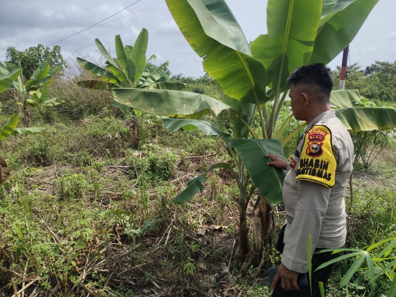BUKAN SEKADAR TANAM PISANG! POLISI TURUN LANGSUNG KAWAL KETAHANAN PANGAN WARGA SUNGAI AKAR
