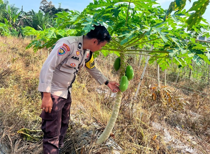Pepaya Jadi Andalan, Polsek Batang Gansal Terus Pantau Kebun Warga