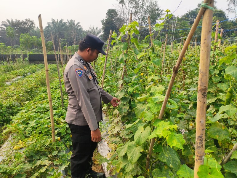 Timun Jadi Andalan Warga Seberida