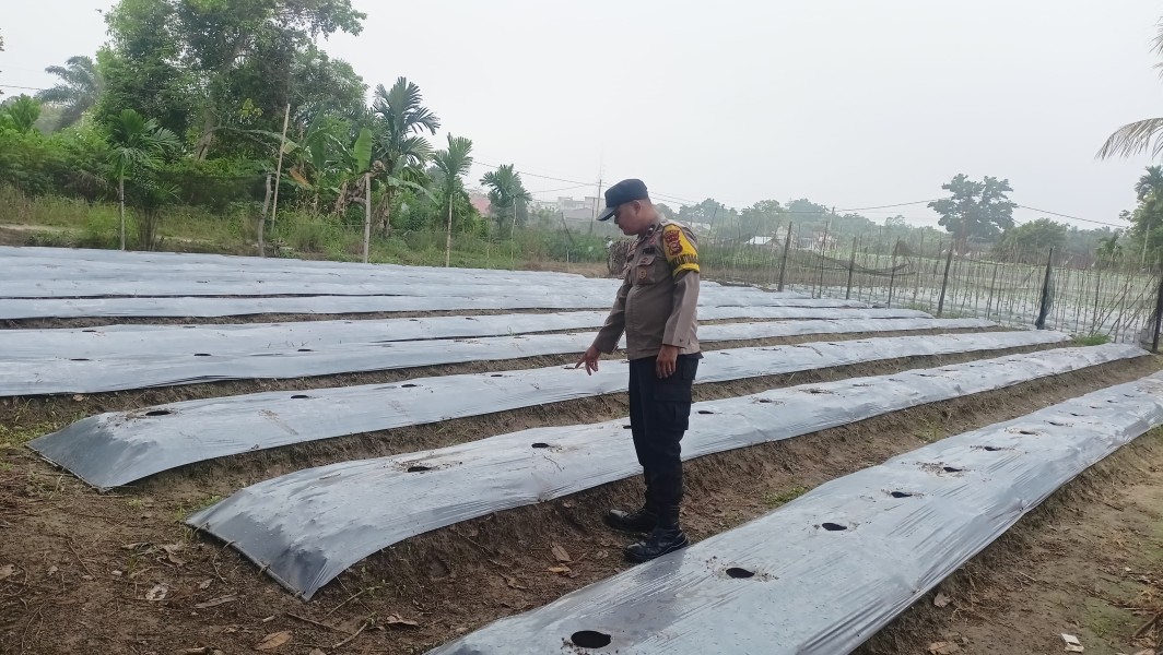 Bhabinkamtibmas Seberida Ajak Warga Manfaatkan Pekarangan untuk Budidaya Gambas Dukung Ketahanan Pangan