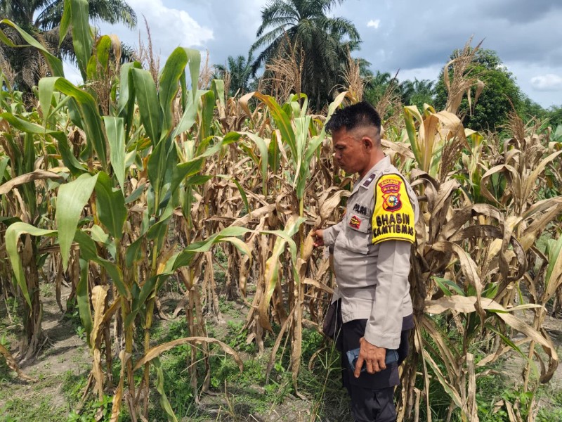Dari Halaman ke Lumbung: Jagung Desa Seberida Jadi Tameng Inflasi Pangan