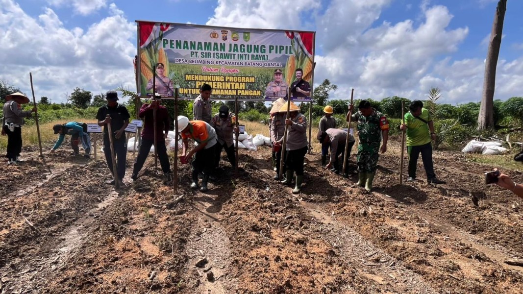 TNI-Polri dan Masyarakat Bersinergi Tanam Jagung Tahap II di Belimbing, Dukung Ketahanan Pangan Nasional  INHU — Wujud nyata sinergi antara TNI, Polri, pemerintah desa, dan masyarakat kembali terlihat di Kecamatan Batang Gans