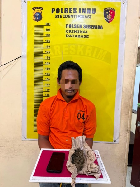 Ganja 64,82 Gram Disembunyikan di Bawah Pohon Sawit, Polisi Bekuk Pria di Pangkalan Kasai