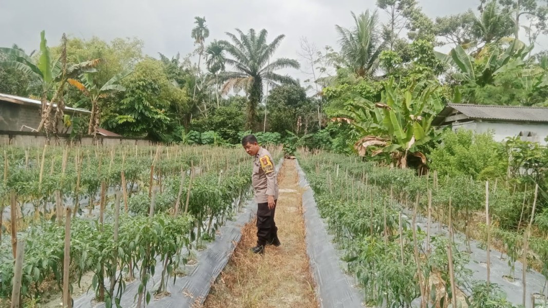 Bhabinkamtibmas Aipda LS Sihotang, Pantau Budidaya Cabai Merah di Desa Beligan