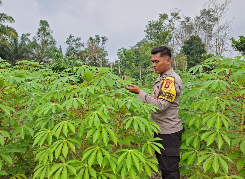 Bukan Sekadar Pekarangan, Lahan Warga Rantau Langsat Jadi Penopang Pangan Keluarga