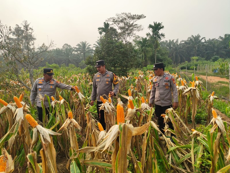 Panen Raya di Depan Mata, Polsek Batang Gansal Pastikan 2 Hektare Jagung Seberida Siap Dipanen