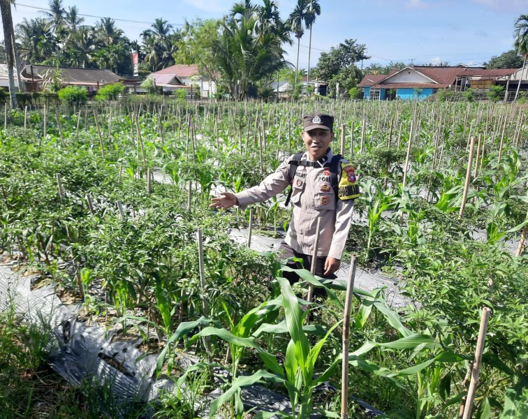 Budidaya Cabai Jadi Fokus Dukungan Ketahanan Pangan di Desa Seresam