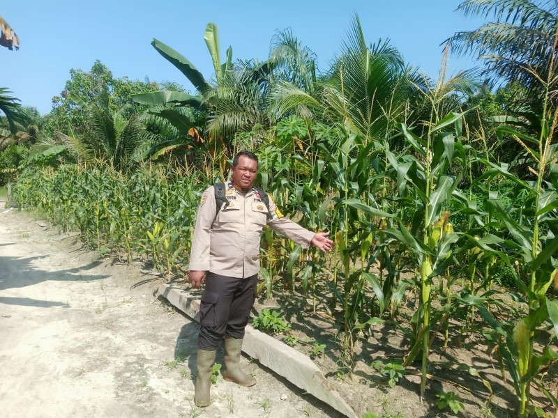 Bhabinkamtibmas Pangkalan Kasai Dampingi Warga Kelola Lahan Pertanian Produktif