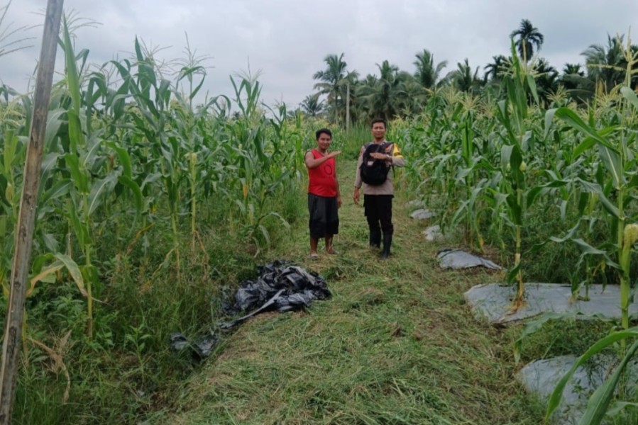 Dukungan Ketahanan Pangan, Bhabinkamtibmas Polsek Tembilahan Rutin Cek Tanaman Warga binaannya.