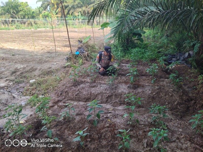 Dukung Ketahanan Pangan Nasional, Bhabinkamtibmas Polsek Seberida Sambangi Petani Cabe di Titian Resak