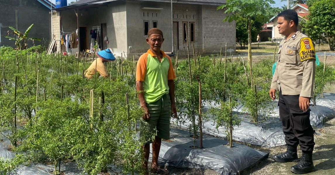 Lewat Budidaya Cabai, Bhabinkamtibmas Payarumbai Bangun Kemandirian Pangan Masyarakat
