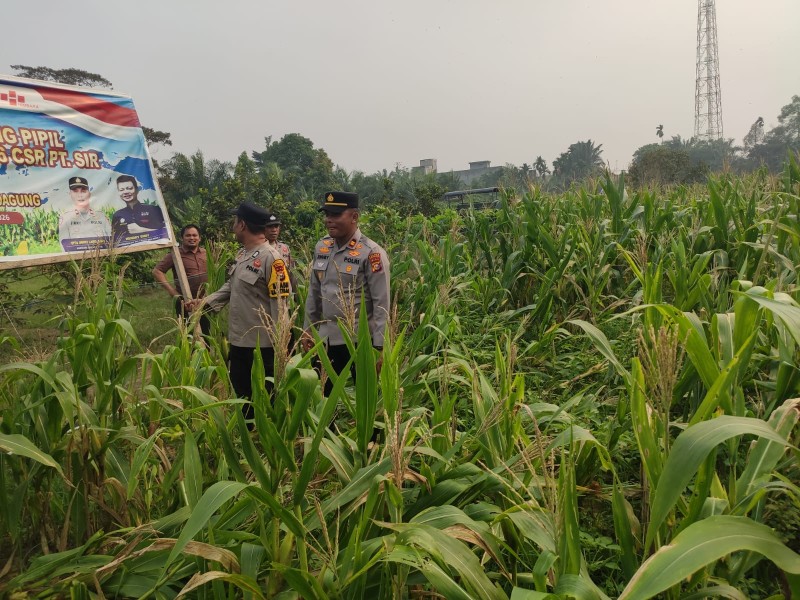 Dari Lahan Warga, Jagung Seberida Dipacu Jadi Penopang Ketahanan Pangan