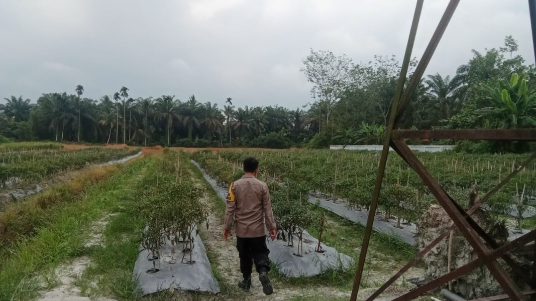 Tekan Inflasi dari Pekarangan, Aipda LS Sihotang Cek Kebun Cabai Merah di Desa Beligan