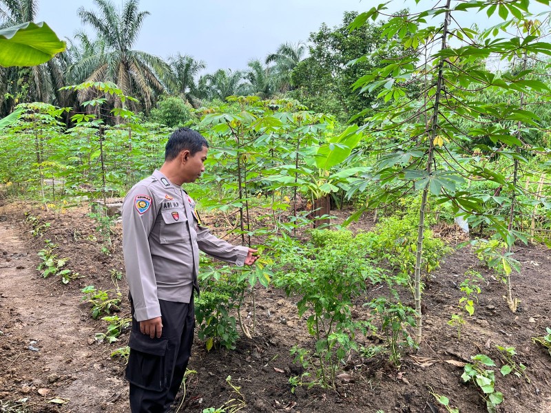 Bhabinkamtibmas Tinjau Pekarangan Bergizi Warga Desa Seberida, Dukung Program Ketahanan Pangan Nasional
