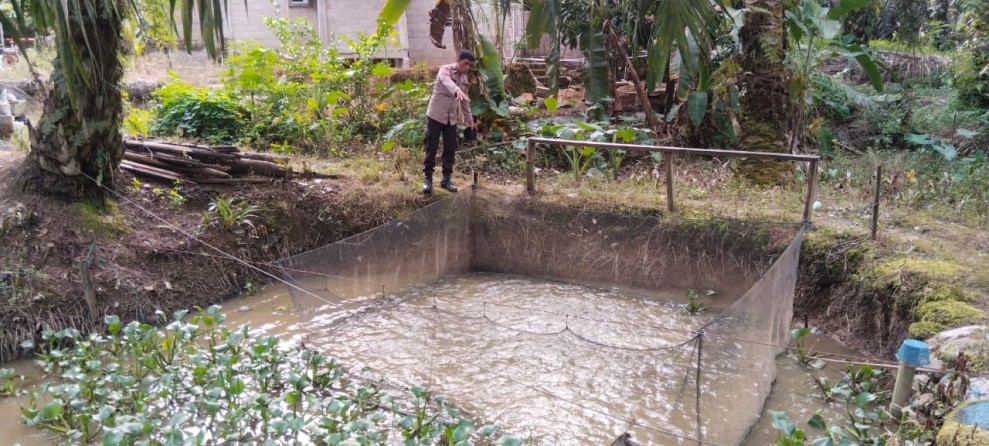 Polsek Batang Gansal Pantau Pekarangan Pangan Bergizi, 1.500 Ekor Ikan Patin Dikembangkan Warga Desa Seberida