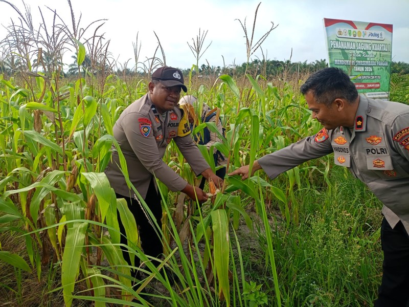 Polsek Seberida Cek Pertumbuhan Jagung Pipil Tumpang Sari, Dukung Ketahanan Pangan Masyarakat