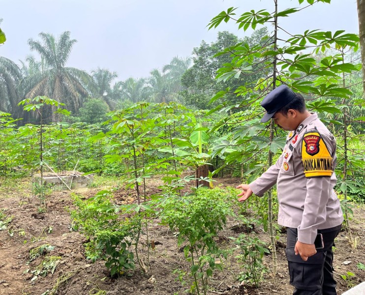 Pekarangan Jadi Ladang Ketahanan Pangan, Polisi Pantau Tanaman Cabai Warga Seberida