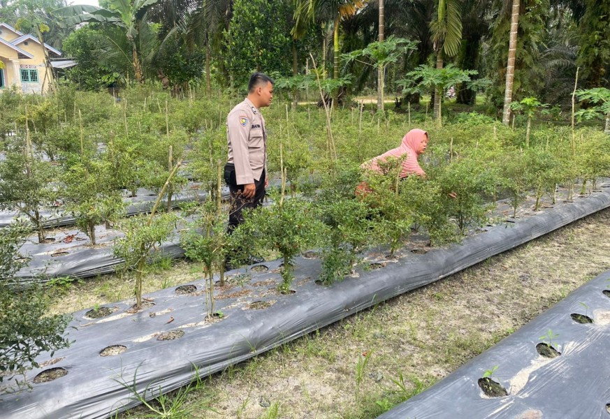 Ketahanan Pangan Dimulai dari Rumah, Bhabinkamtibmas Payarumbai Beri Edukasi kepada Warga