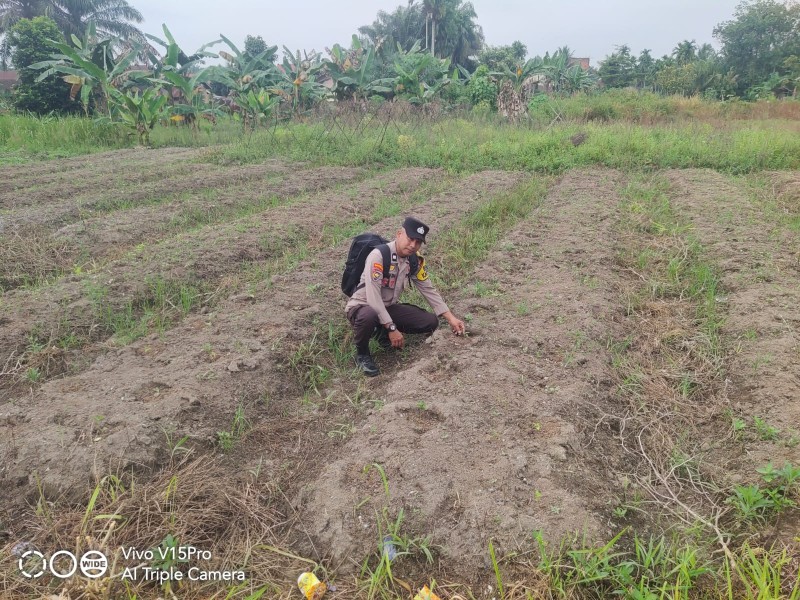 Polisi Tak Hanya Jaga Kamtibmas, Bhabinkamtibmas Seberida Juga Turun Tanam Cabe