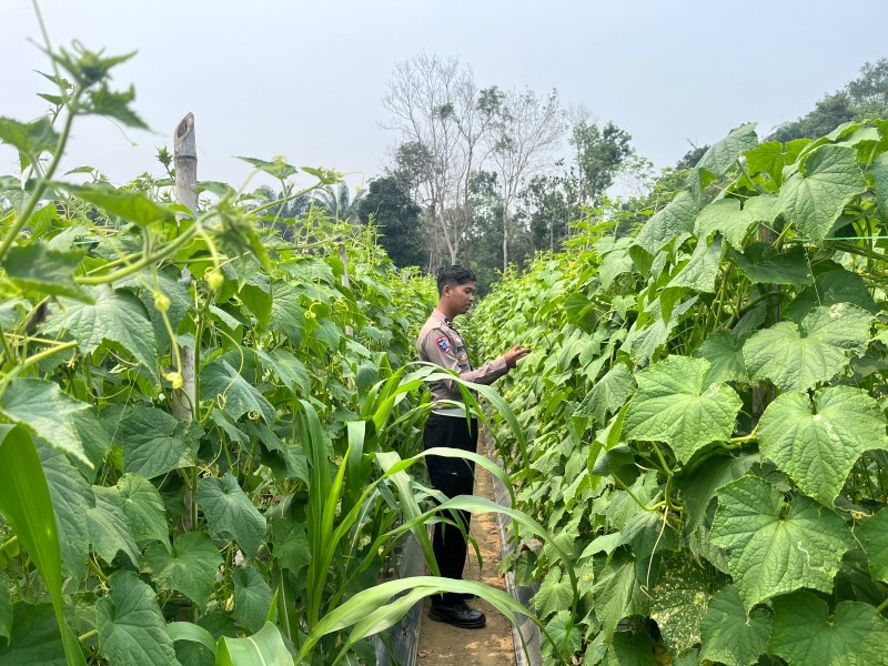 Selain Aman, Warga Seberida Juga Didorong Mandiri Pangan oleh Polsek Batang Gansal