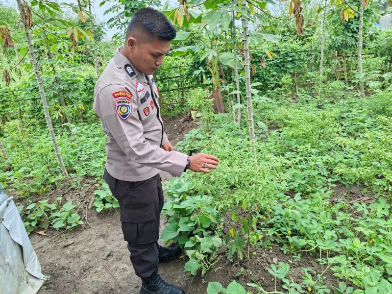 Pekarangan Bergizi di Desa Seberida Jadi Contoh, Polsek Batang Gansal Tinjau Program Ketahanan Pangan Warga