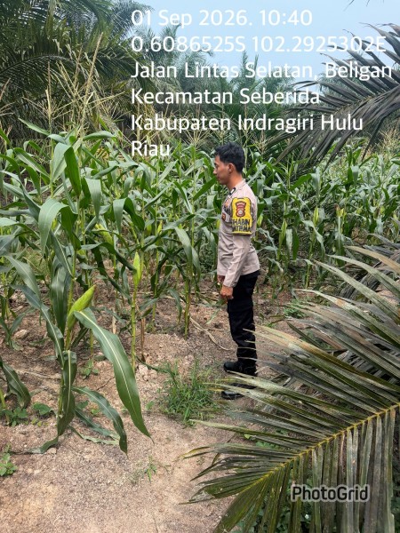 Bukan Sekadar Sambang, Bhabinkamtibmas Beligan Ajak Warga Sulap Lahan Kecil Jadi Sumber Pangan