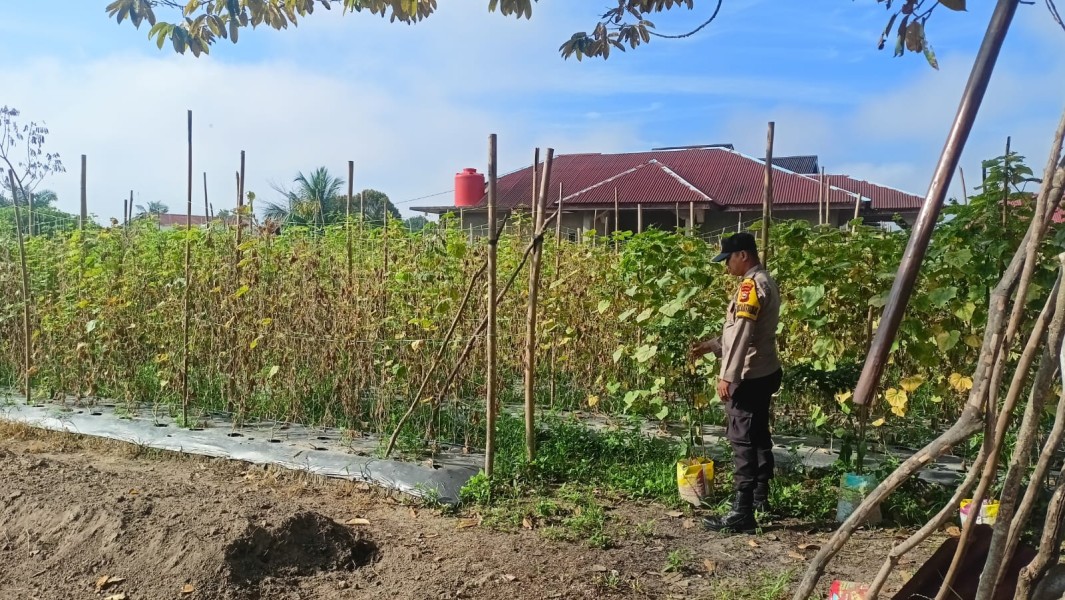 Polsek Seberida Dorong Warga Bandar Padang Tanam Cabai Rawit di Pekarangan