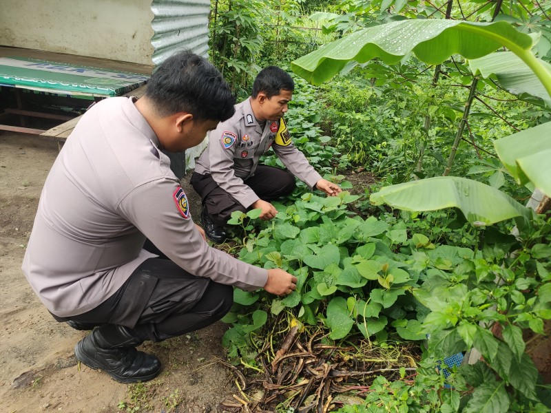 Manfaatkan Pekarangan Rumah, Warga Seberida Tanam Labu Didukung Polsek Batang Gansal