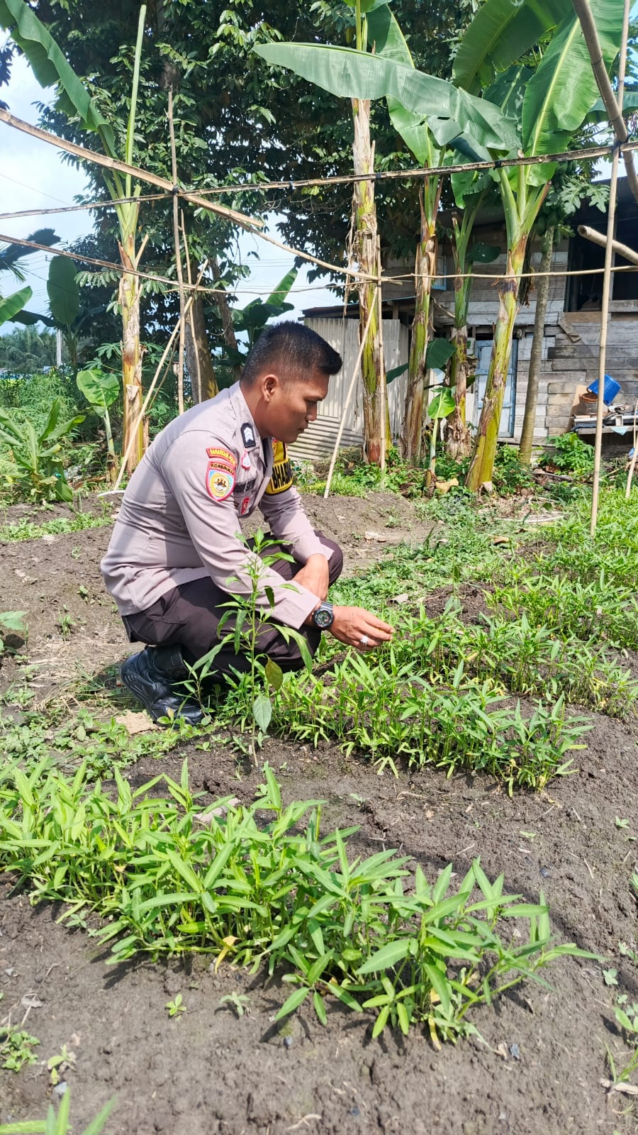 Polisi Turun Tangan Pastikan Ketahanan Pangan Berjalan, Pekarangan Bergizi di Sungai Akar Jadi Sorotan