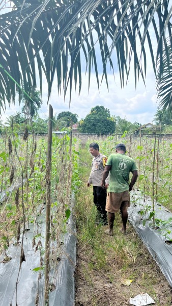 Bhabinkamtibmas Desa Beligan Aktif Dorong Warga Kembangkan Pertanian Kacang Panjang untuk Ketahanan Pangan