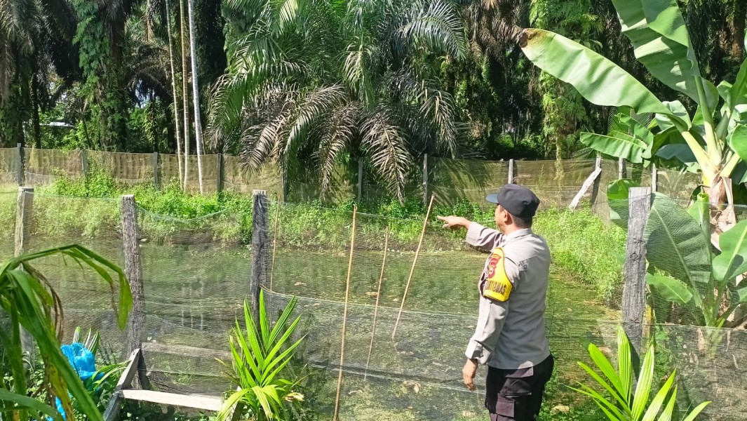 Bhabinkamtibmas Polsek Seberida Tinjau Budidaya Ikan Patin Warga, Dukung Ketahanan Pangan Nasional
