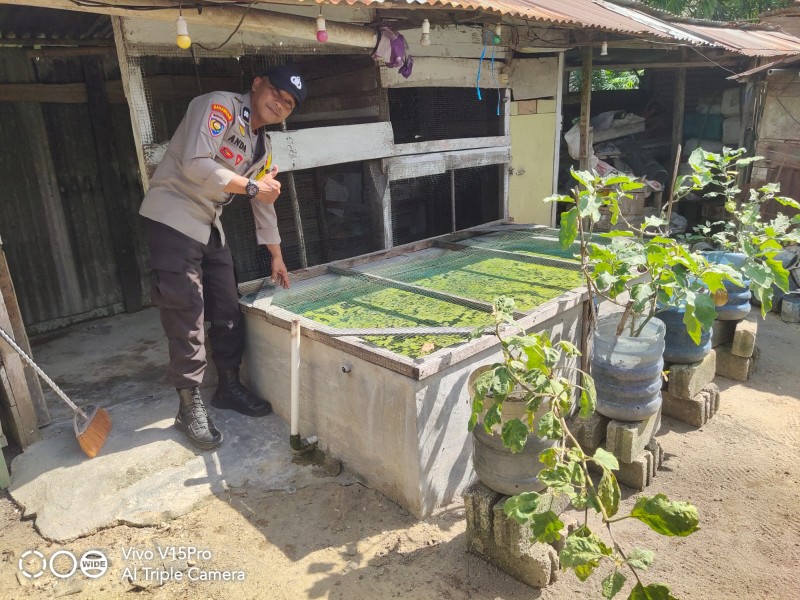 Perkuat Ketersediaan Pangan Keluarga, Bhabinkamtibmas Dukung Ternak Lele Rumahan