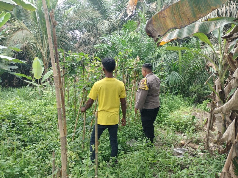Dari Pekarangan ke Ketahanan Negeri, Bhabinkamtibmas Seberida Ajak Warga Menanam Harapan Lewat Kacang Panjang