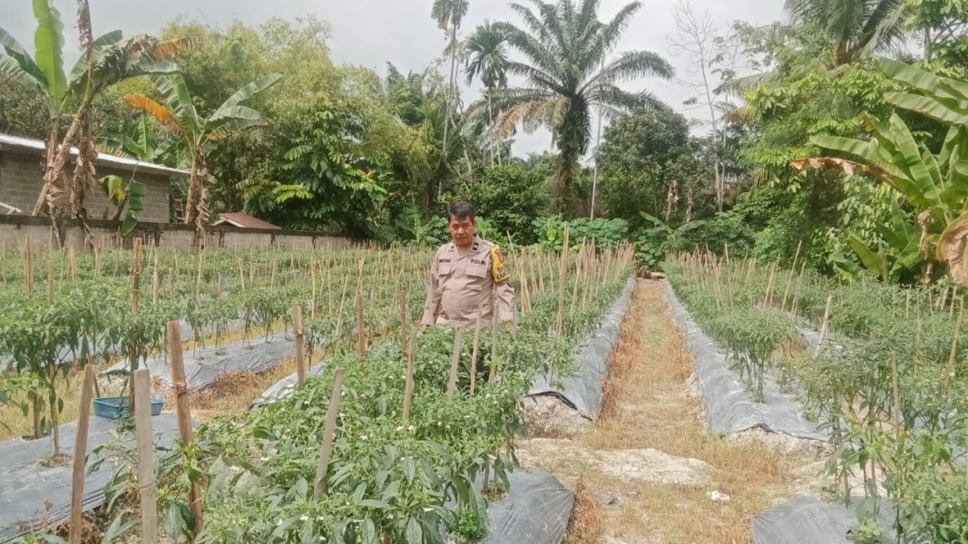 Bhabinkamtibmas Desa Beligan Ajak Warga Perkuat Ketahanan Pangan Lewat Budidaya Cabe Merah
