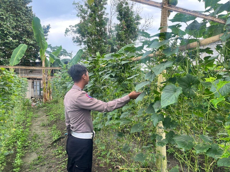 Polsek Batang Gansal Terus Kawal Ketahanan Pangan, Pekarangan Timun Milik Warga Jadi Bukti Nyata Dukung Asta Cita Presiden