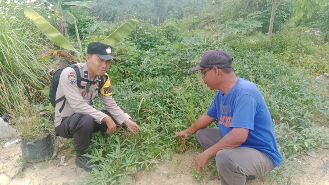POLSEK SEBERIDA DUKUNG KETAHANAN PANGAN NASIONAL, BHABINKAMTIBMAS DAMPINGI PETANI UBI JALAR DI DESA SERESAM