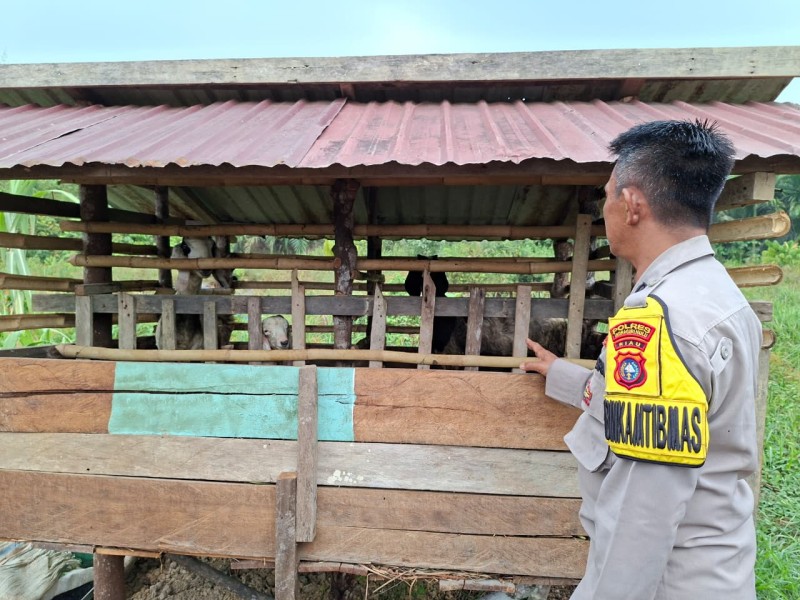 Bukan Sekadar Beternak, Kandang Kambing Warga Seberida Dilirik Polsek