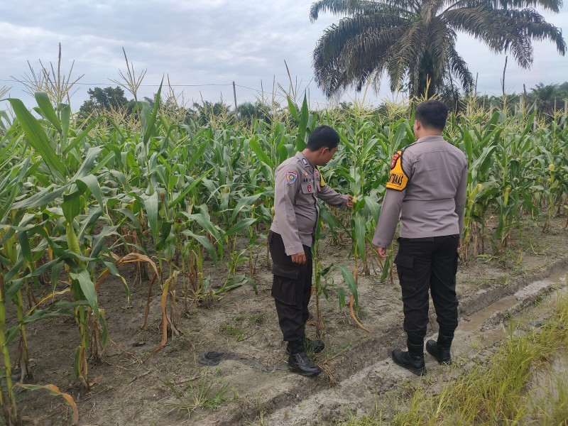 Kelompok Tani Subur Tani Dapat Pendampingan Polisi Dalam Program Swasembada Pangan