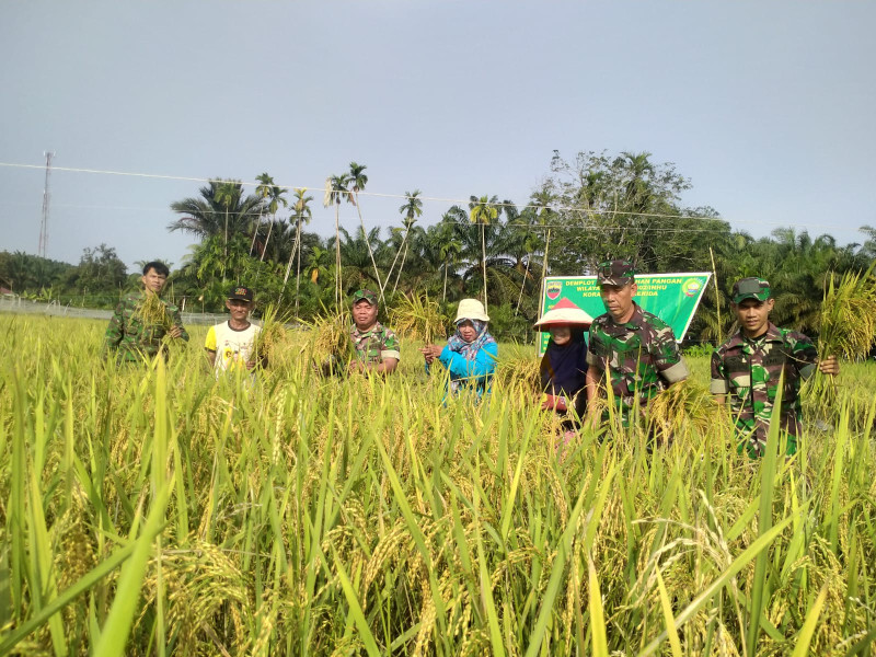 Koramil 03/Seberida Hadiri Panen Padi Warga di Kampung Sawah