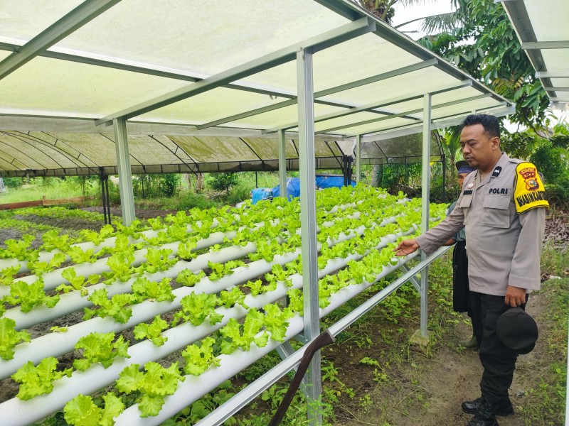 Warga Bukit Meranti Kembangkan Selada Hidroponik, Polisi Beri Dukungan