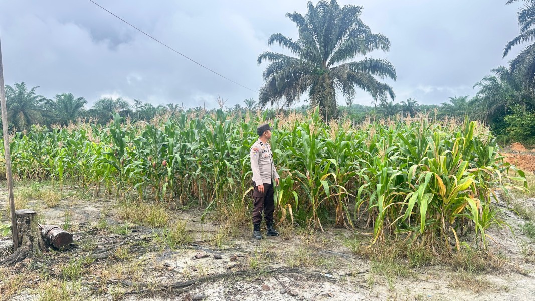 Bhabinkamtibmas Desa Ringin Lakukan Pengecekan Jagung Pipil