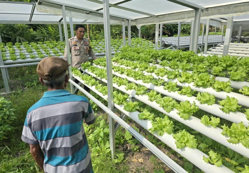 Tak Punya Lahan Luas? Warga Petala Bumi Sulap Pekarangan Jadi Kebun Selada Hidroponik
