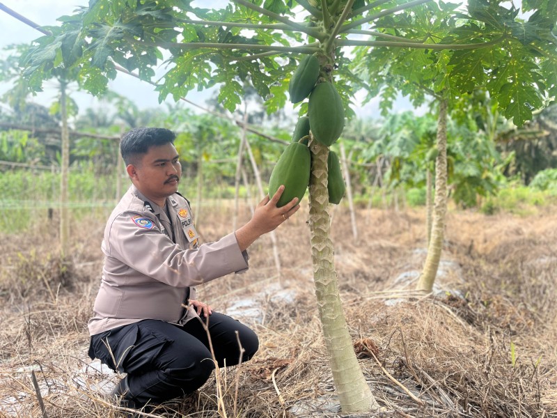 Pekarangan Kecil, Harapan Besar: Polisi Tinjau Kebun Pepaya Warga demi Sukseskan Asta Cita Ketahanan Pangan