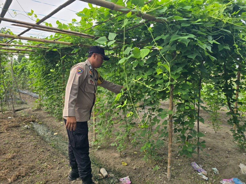 Lahan Sempit Bukan Halangan, Bhabinkamtibmas Seberida Ajak Warga Produktifkan Pekarangan