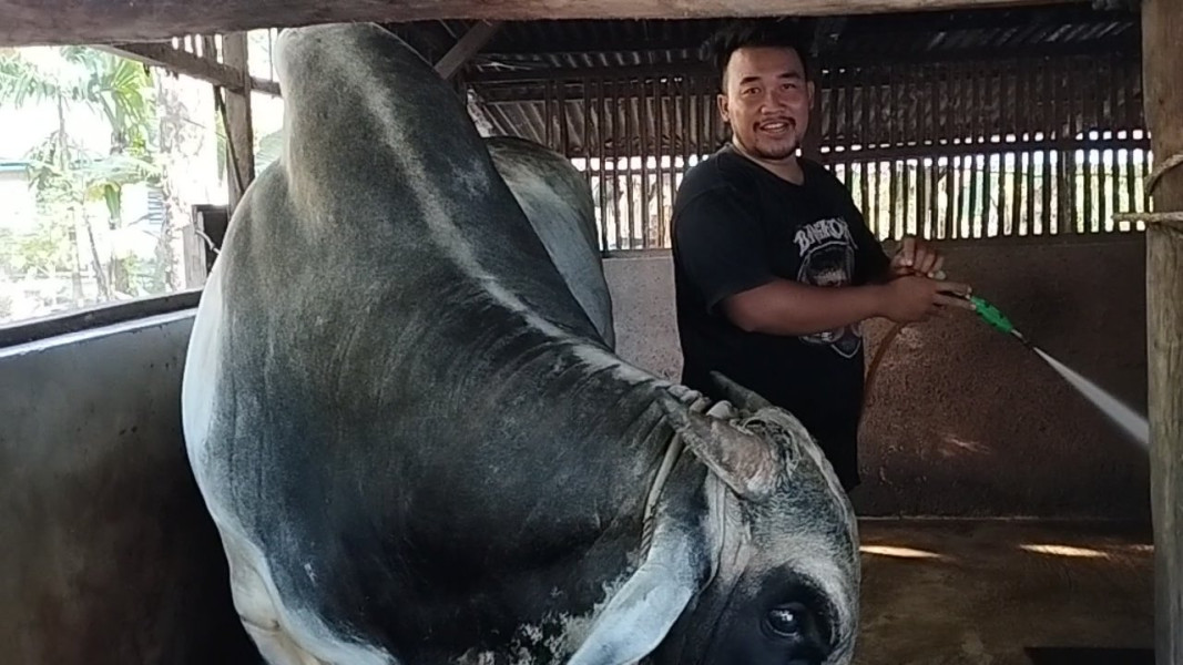 Suro, Sapi Kurban Pilihan Tim Jokowi Akan Dilepas Pemiliknya