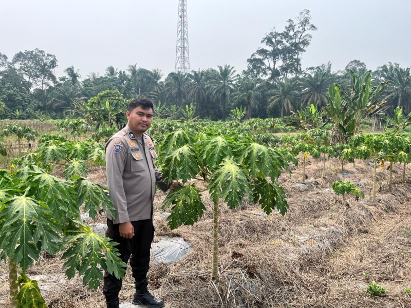 Hujan Mulai Turun, Pepaya di Pekarangan Bergizi Seberida Belum Sepenuhnya Pulih