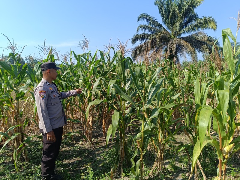 Pertumbuhan Jagung Pipil di Desa Ringin Jadi Fokus Monitoring Bhabinkamtibmas