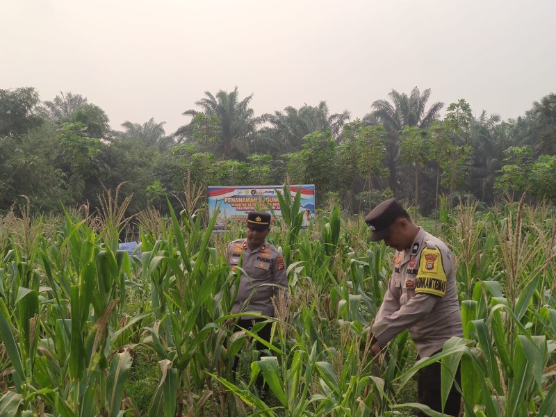 Usia 60 Hari, Polisi Cek Pertumbuhan Jagung Pipil di Desa Seberida